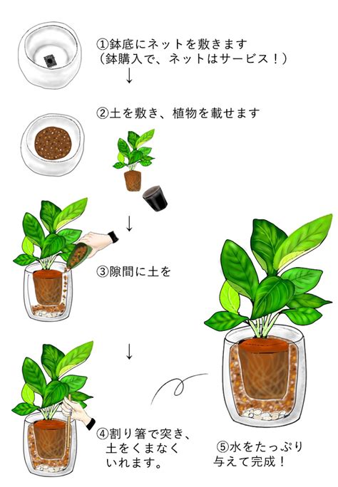 植物栽培方法|基本的な育て方 